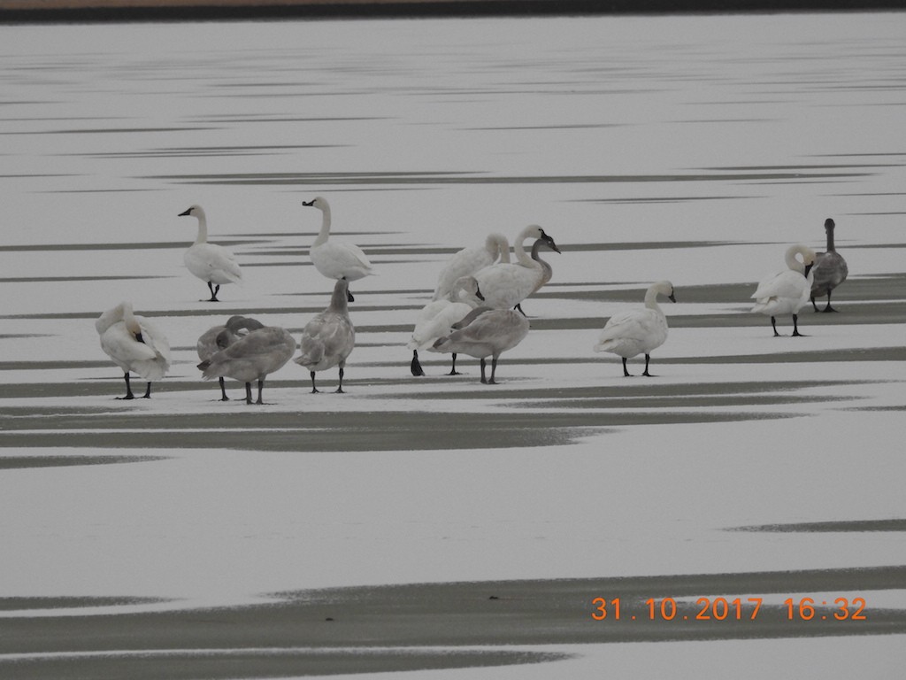 Tundra Swan - ML73739601