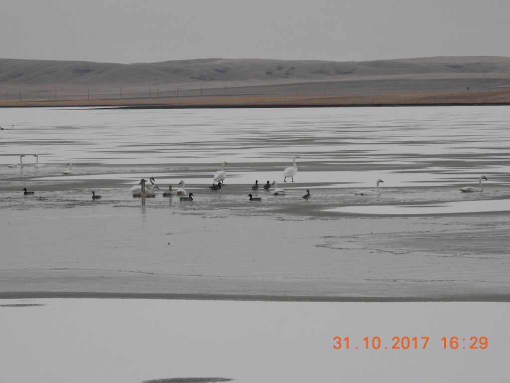 Лебідь чорнодзьобий - ML73739651