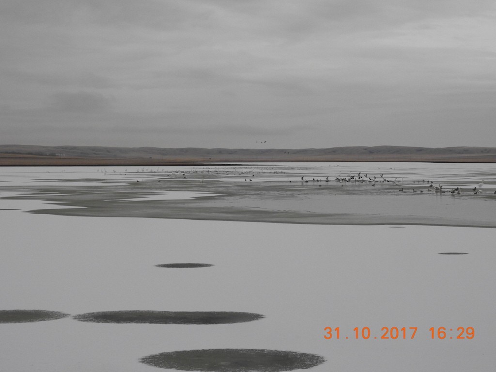 Tundra Swan - ML73739661