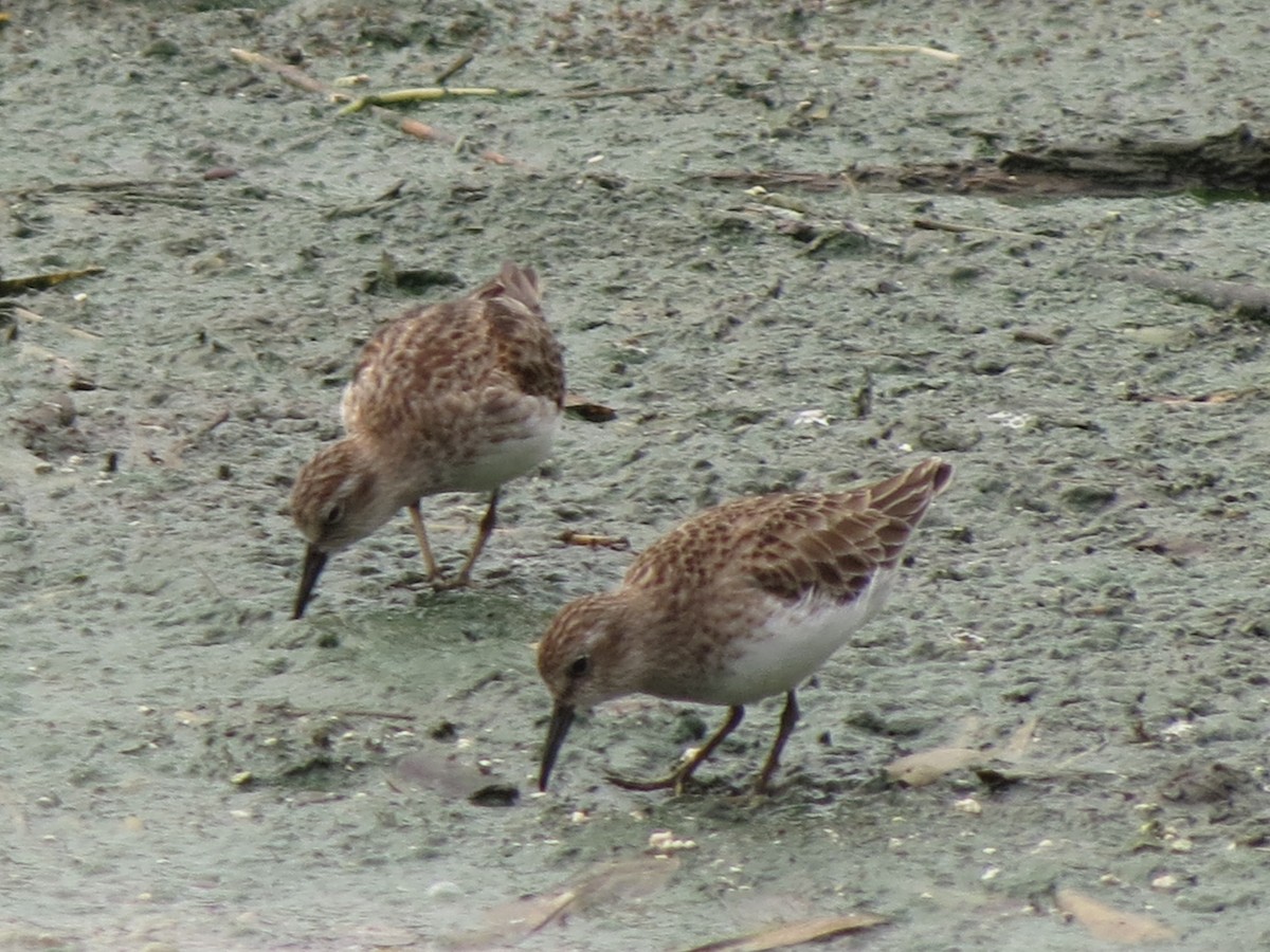 Least Sandpiper - Paul Stufkens