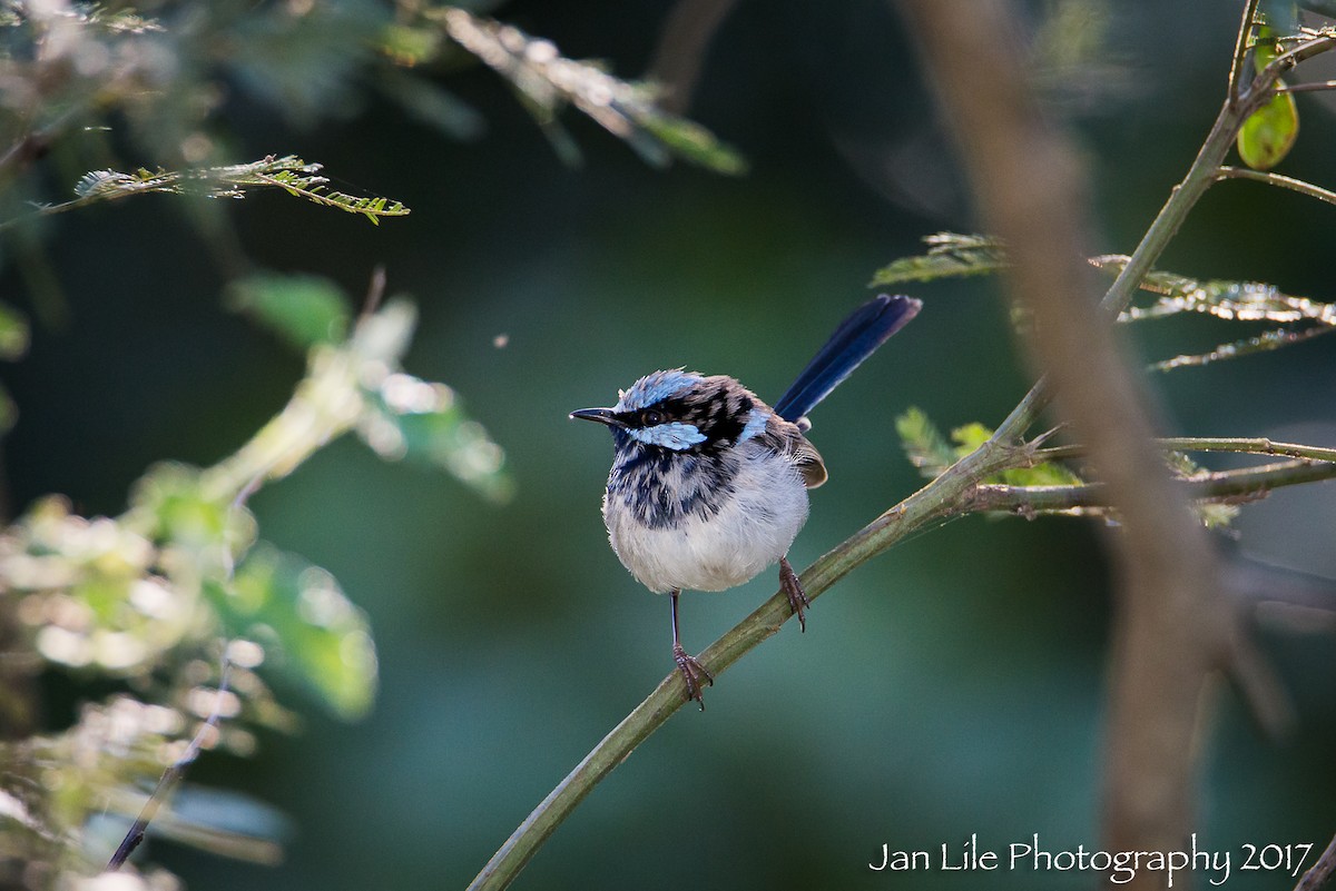 Superb Fairywren - ML73740071