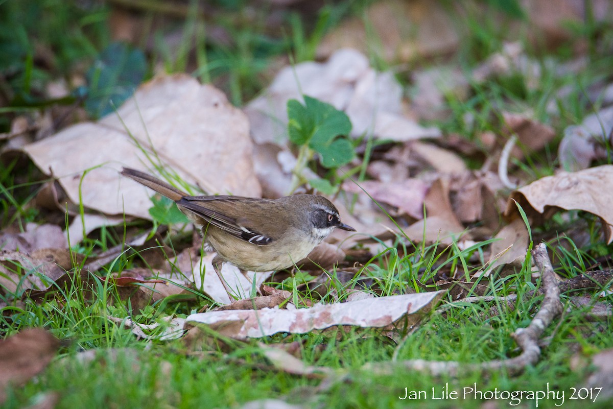 White-browed Scrubwren - Jan Lile