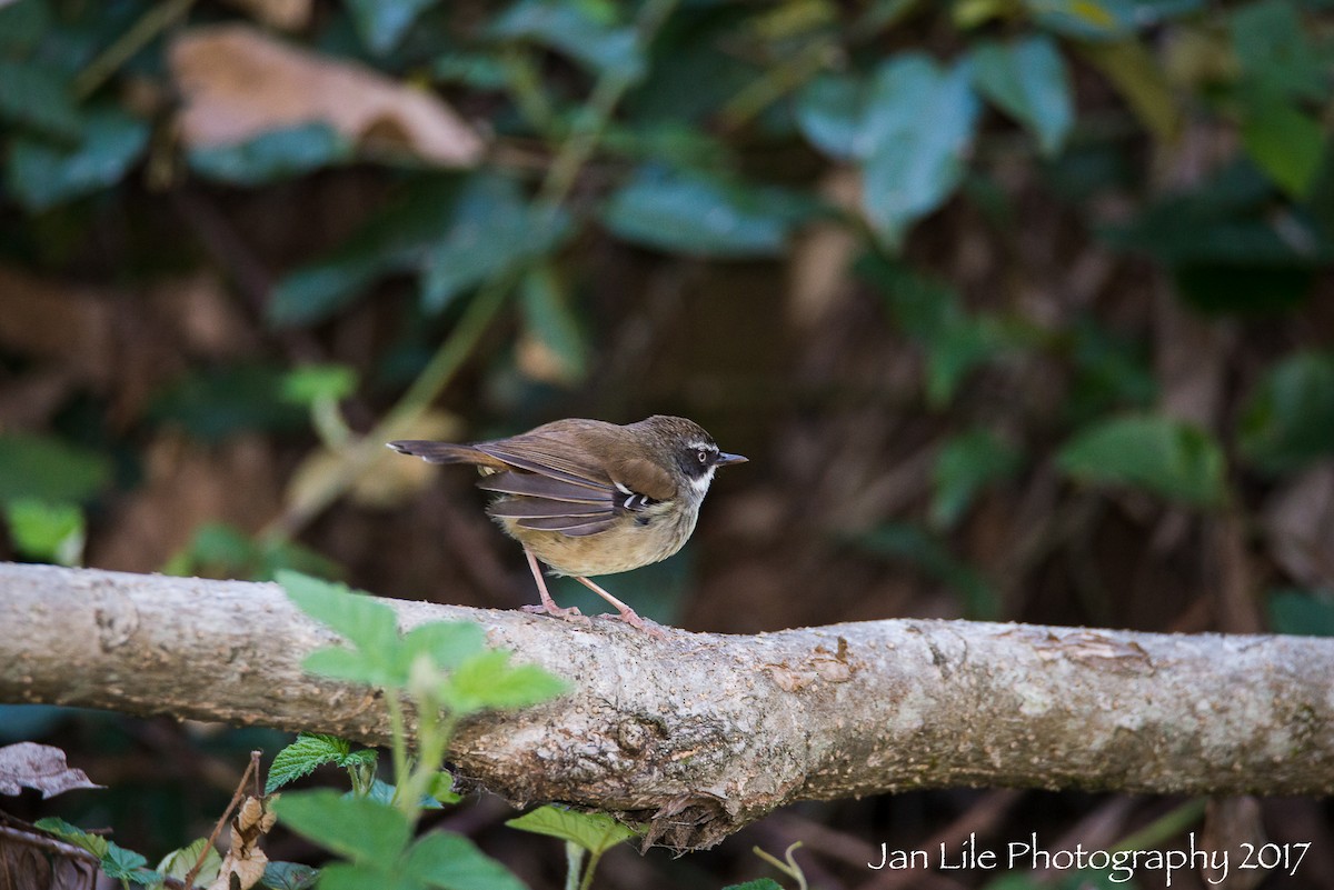 White-browed Scrubwren - ML73740151