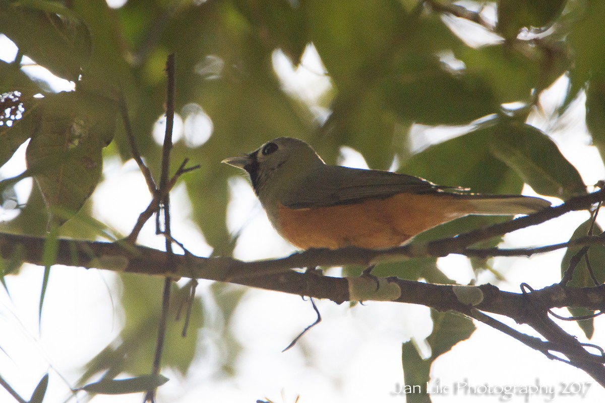 Black-faced Monarch - ML73740201