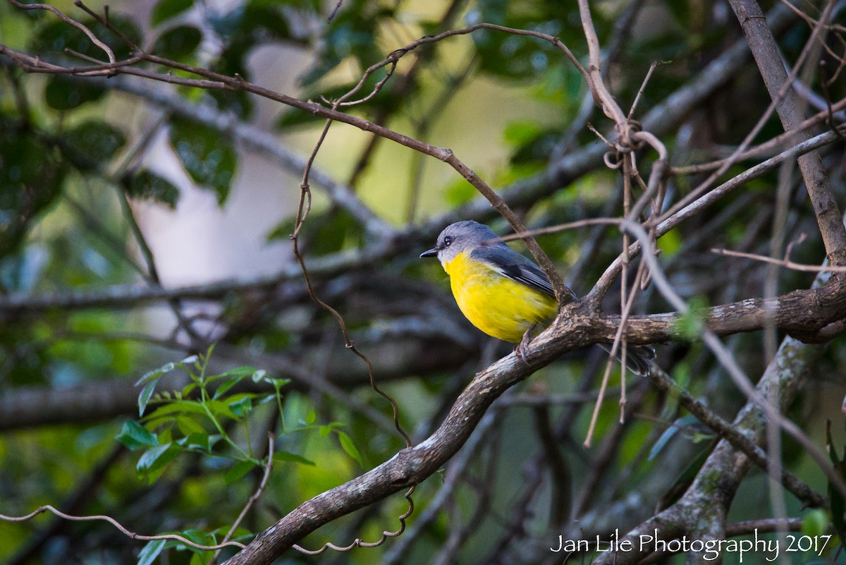 Eastern Yellow Robin - ML73740211