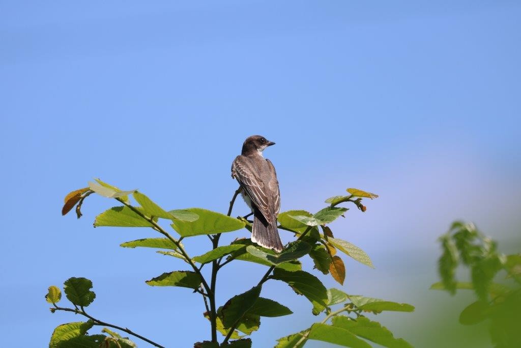 Eastern Kingbird - Anthony Levesque