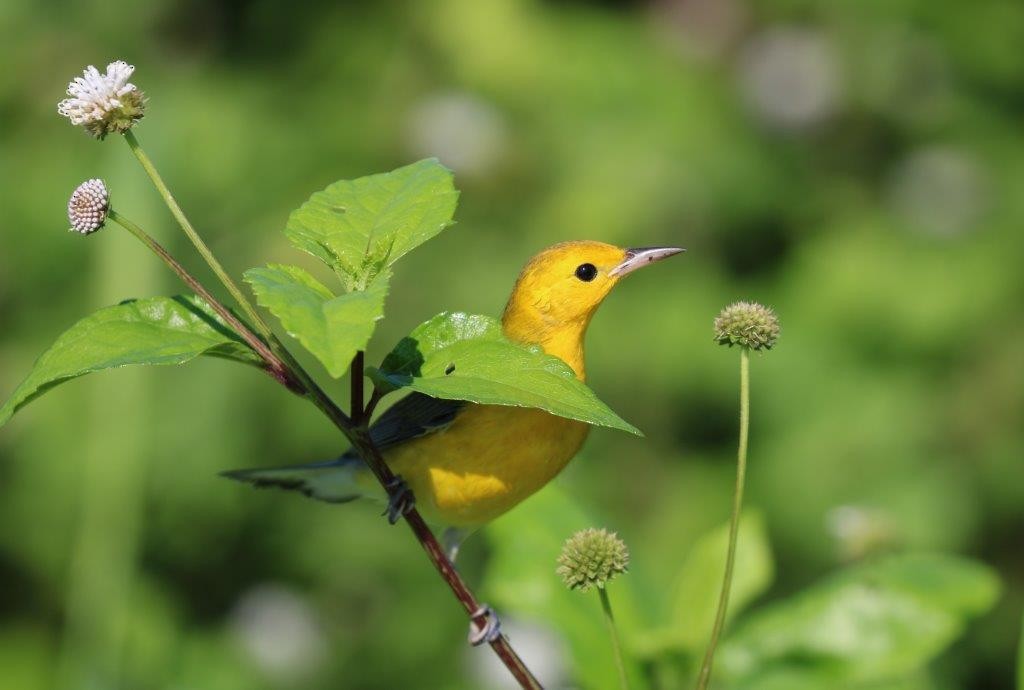 Prothonotary Warbler - ML73740741