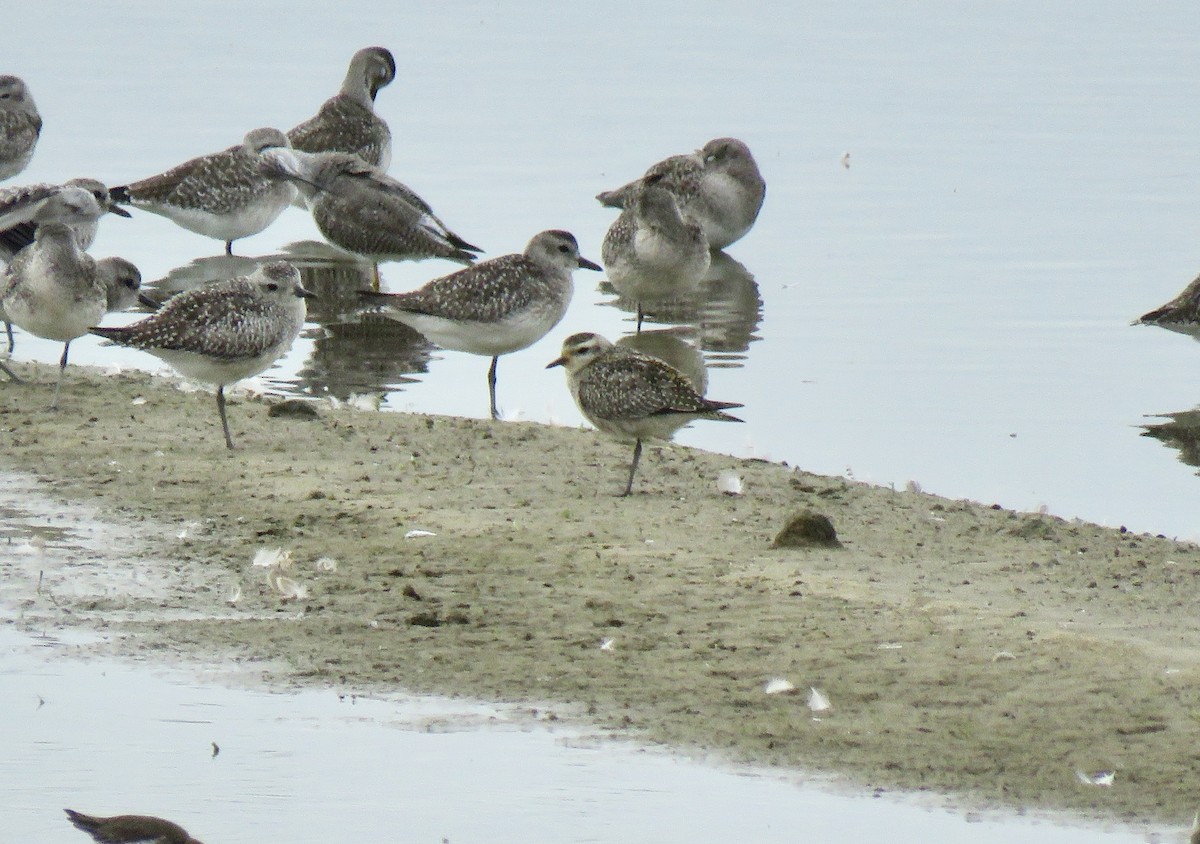 American Golden-Plover - ML73741211