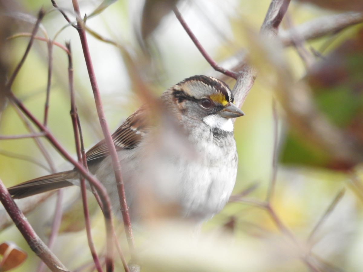 White-throated Sparrow - ML73741241