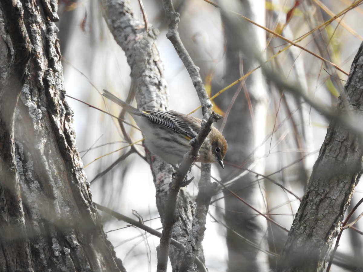 Yellow-rumped Warbler - ML73741481
