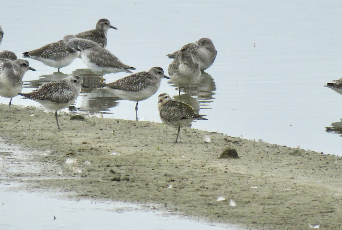 American Golden-Plover - ML73741601