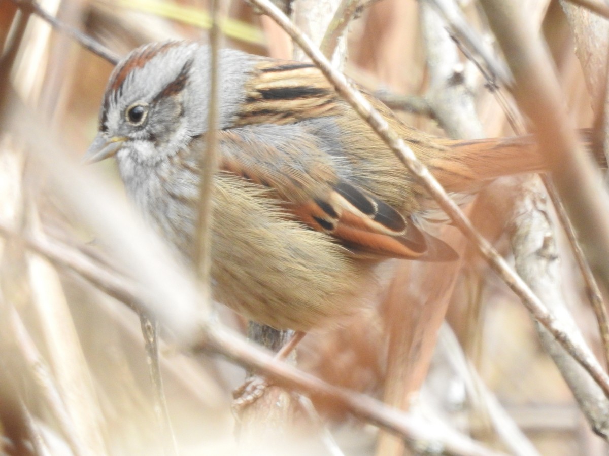 Swamp Sparrow - Rick Luehrs