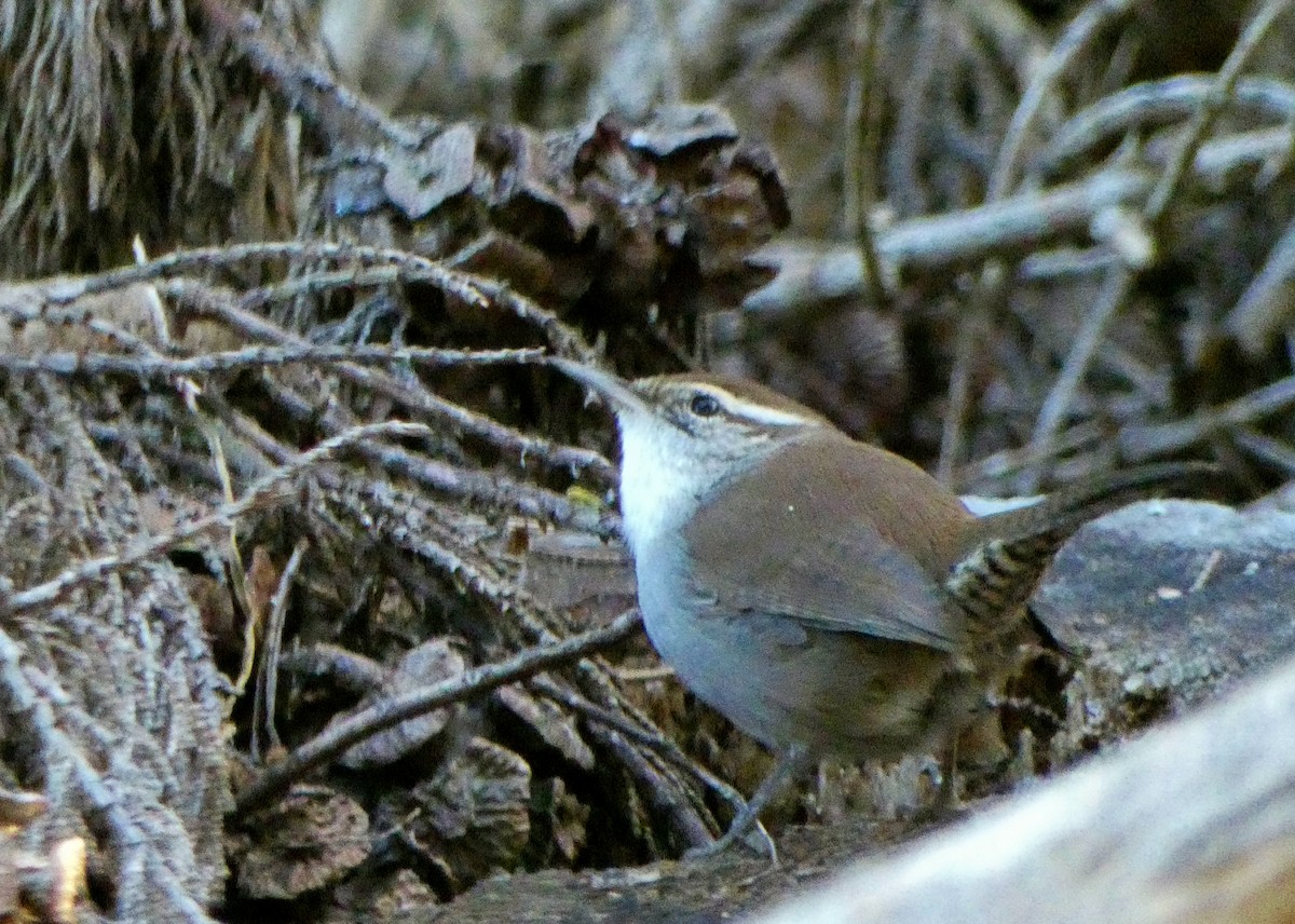 Bewick's Wren - ML73741741