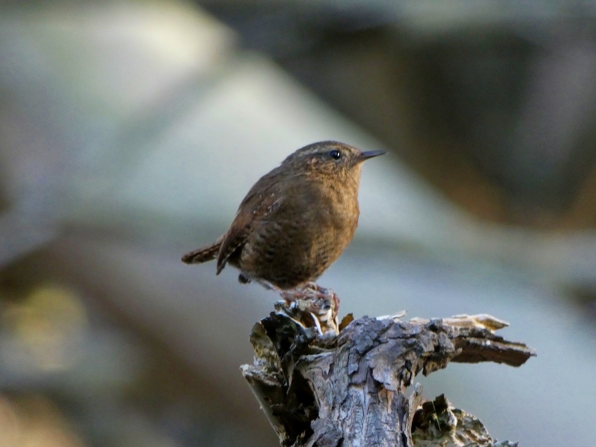 Pacific Wren - ML73741921