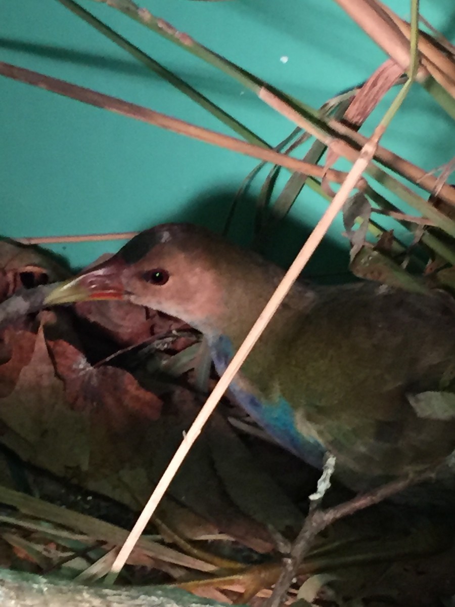 Purple Gallinule - ML73743051