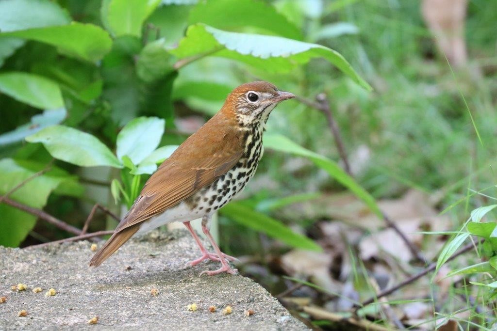 Wood Thrush - Anthony Levesque