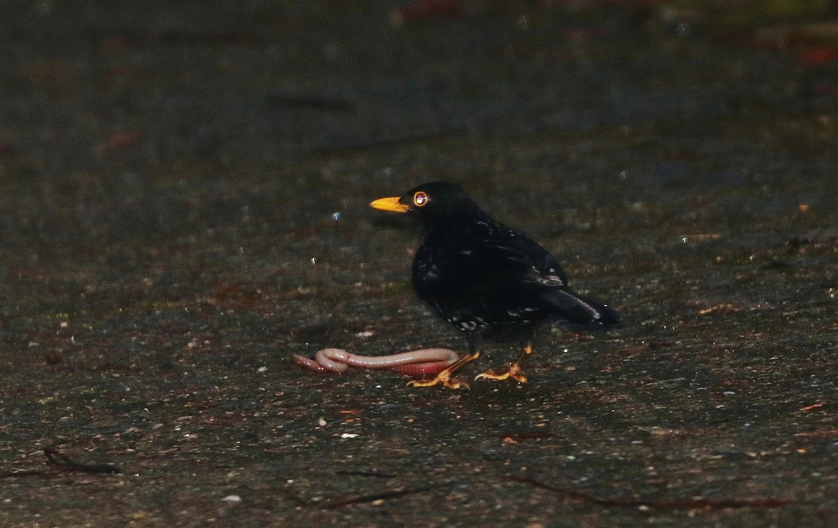 Glossy-black Thrush - ML73743461