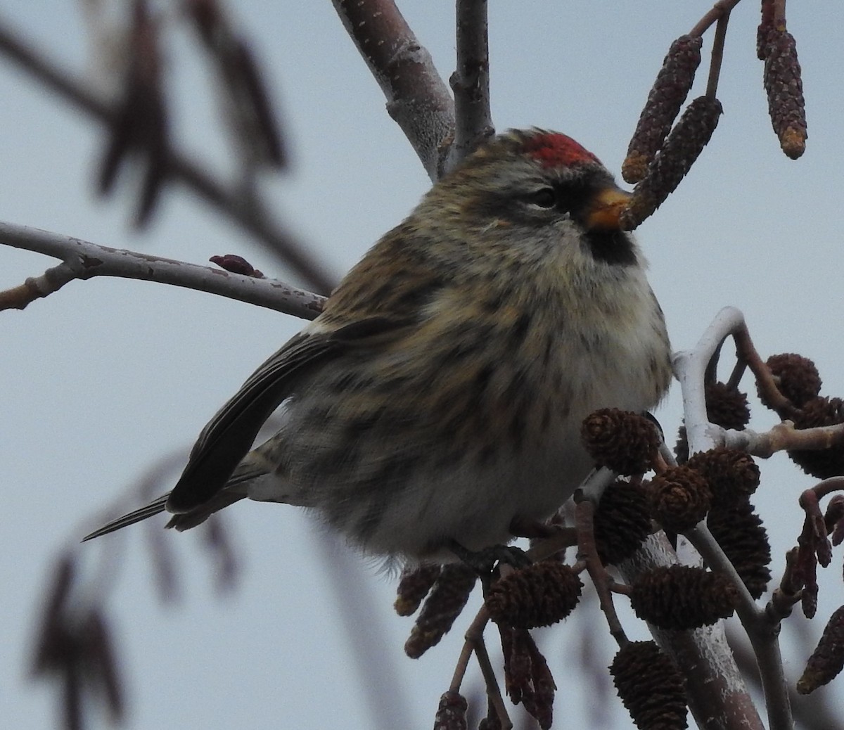 Common Redpoll (flammea) - ML73744471