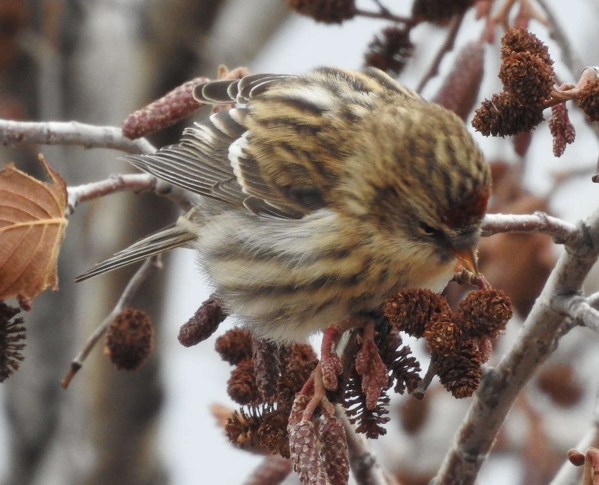 Common Redpoll (flammea) - ML73744551