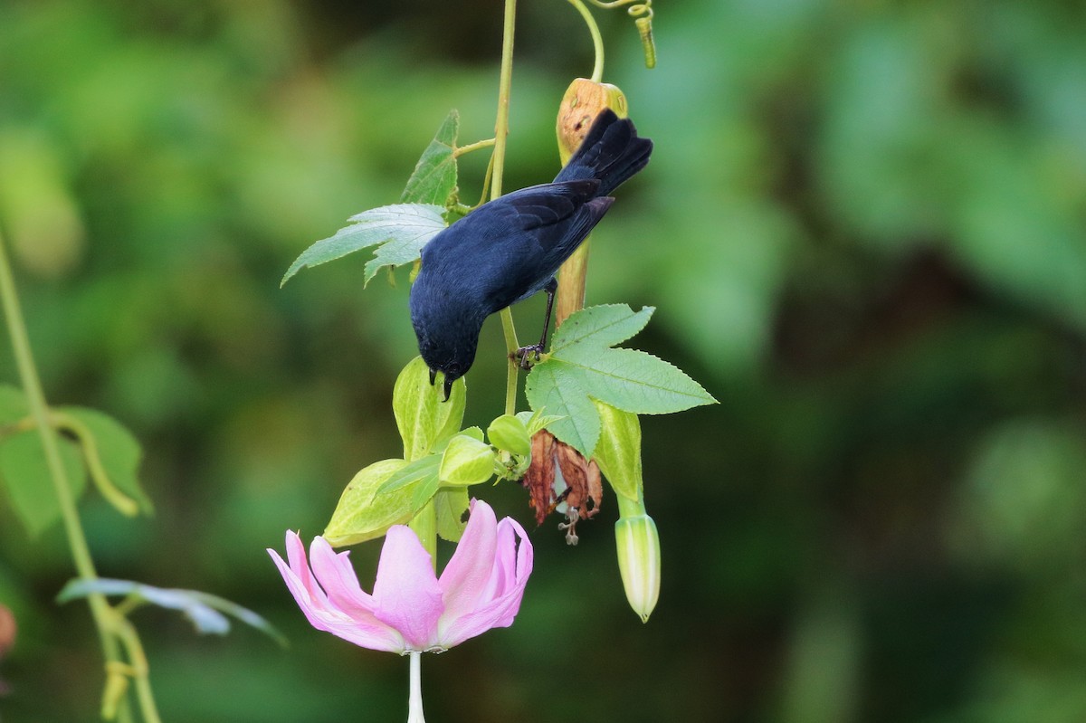 White-sided Flowerpiercer - Margareta Wieser