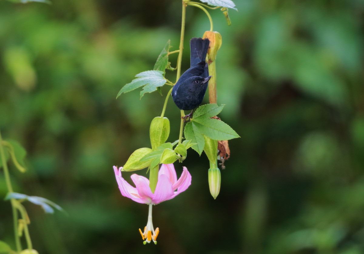 White-sided Flowerpiercer - Margareta Wieser