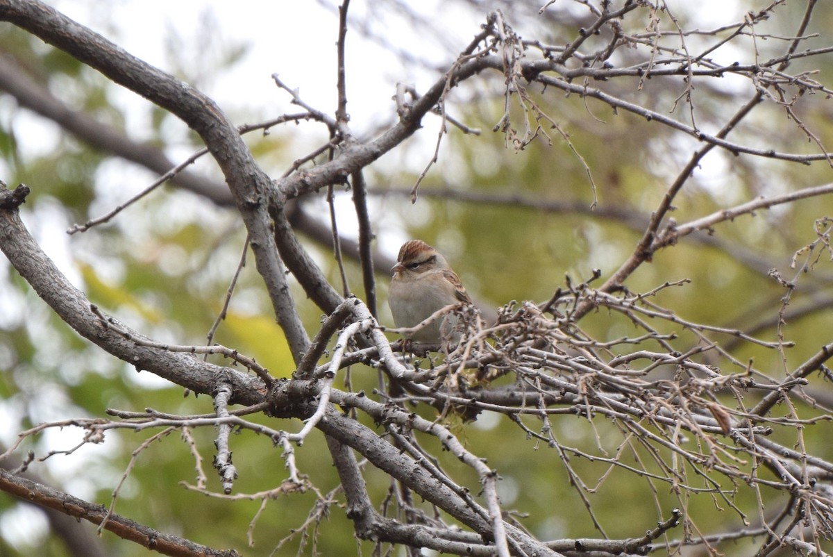 Chipping Sparrow - irina shulgina