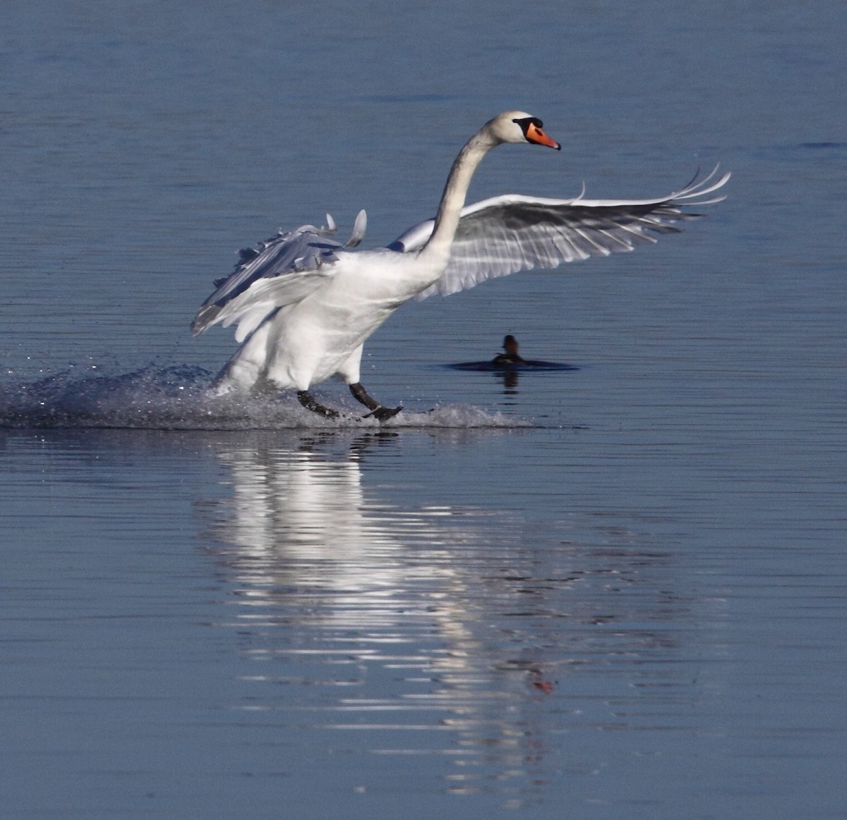 Mute Swan - ML73747671