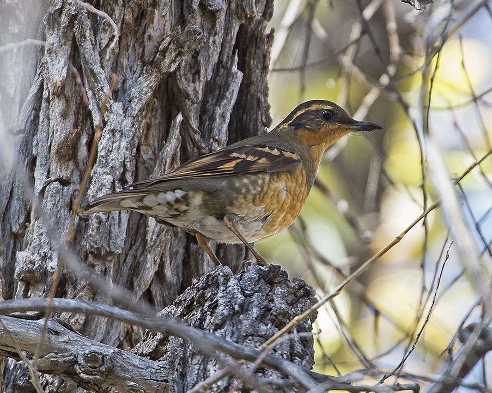 Varied Thrush - ML73747921