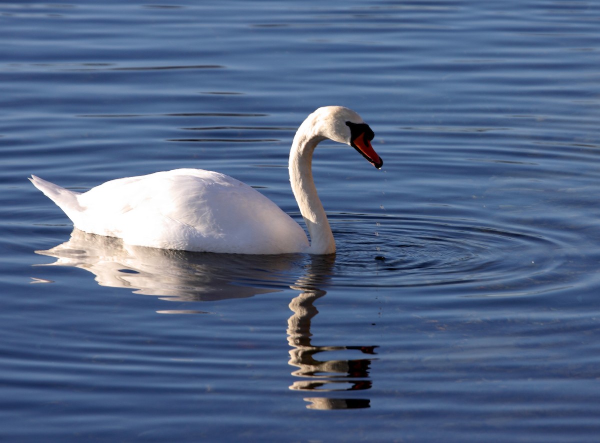 Mute Swan - Andrew Steele