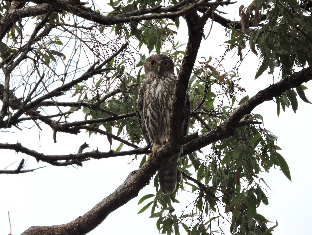 Barking Owl - Richard Miller