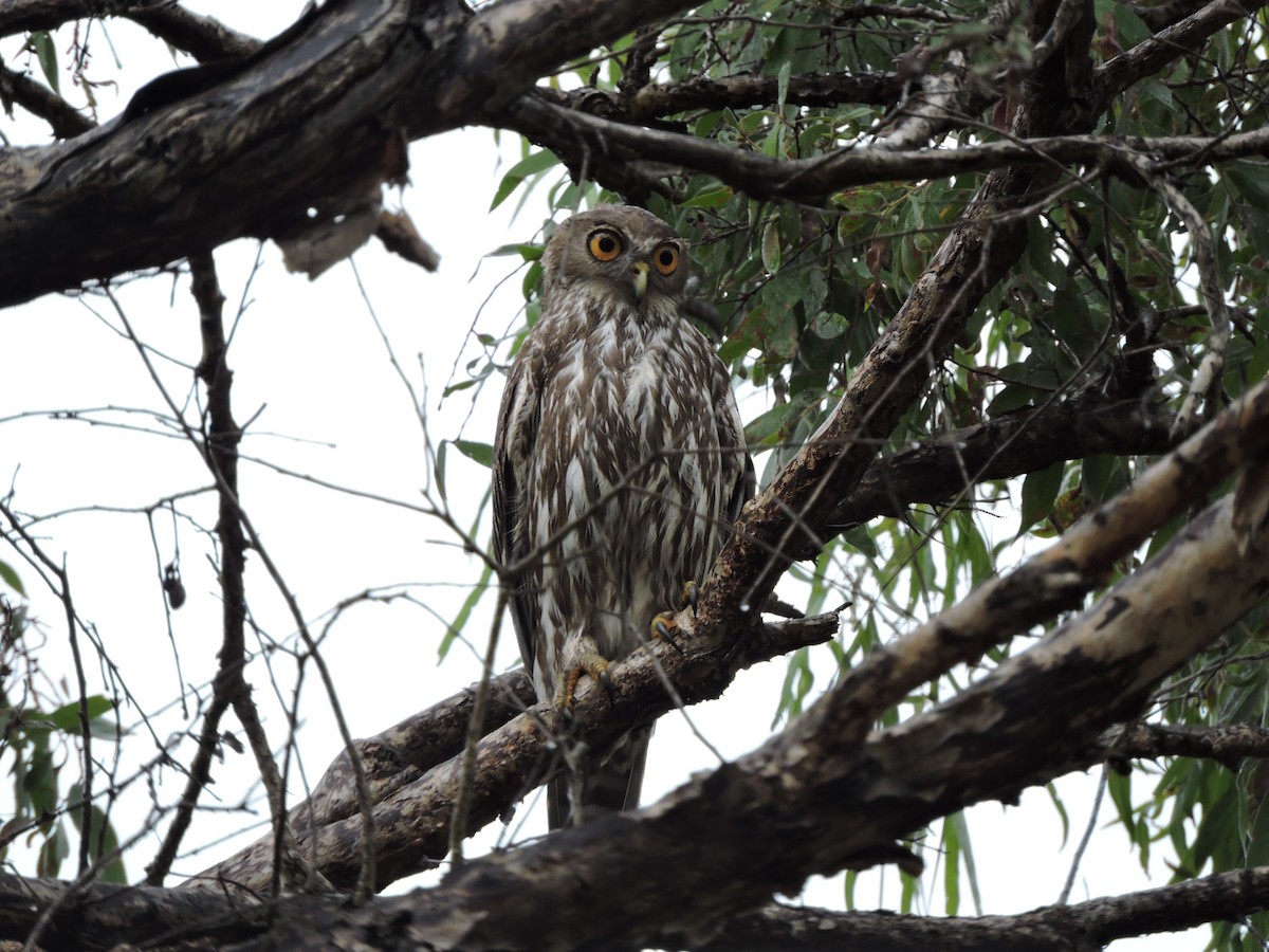 Barking Owl - Richard Miller