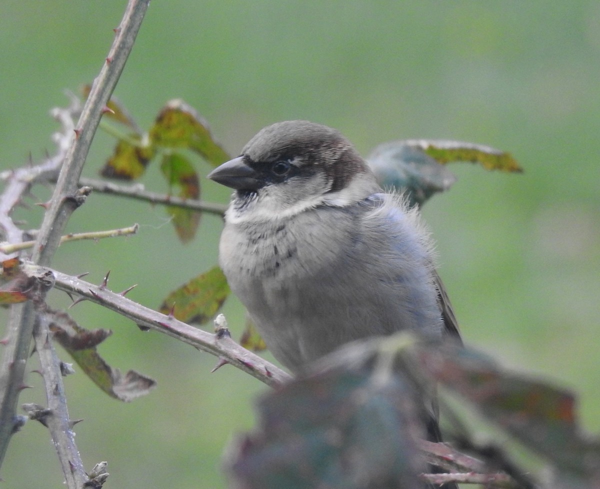House Sparrow - ML73749341