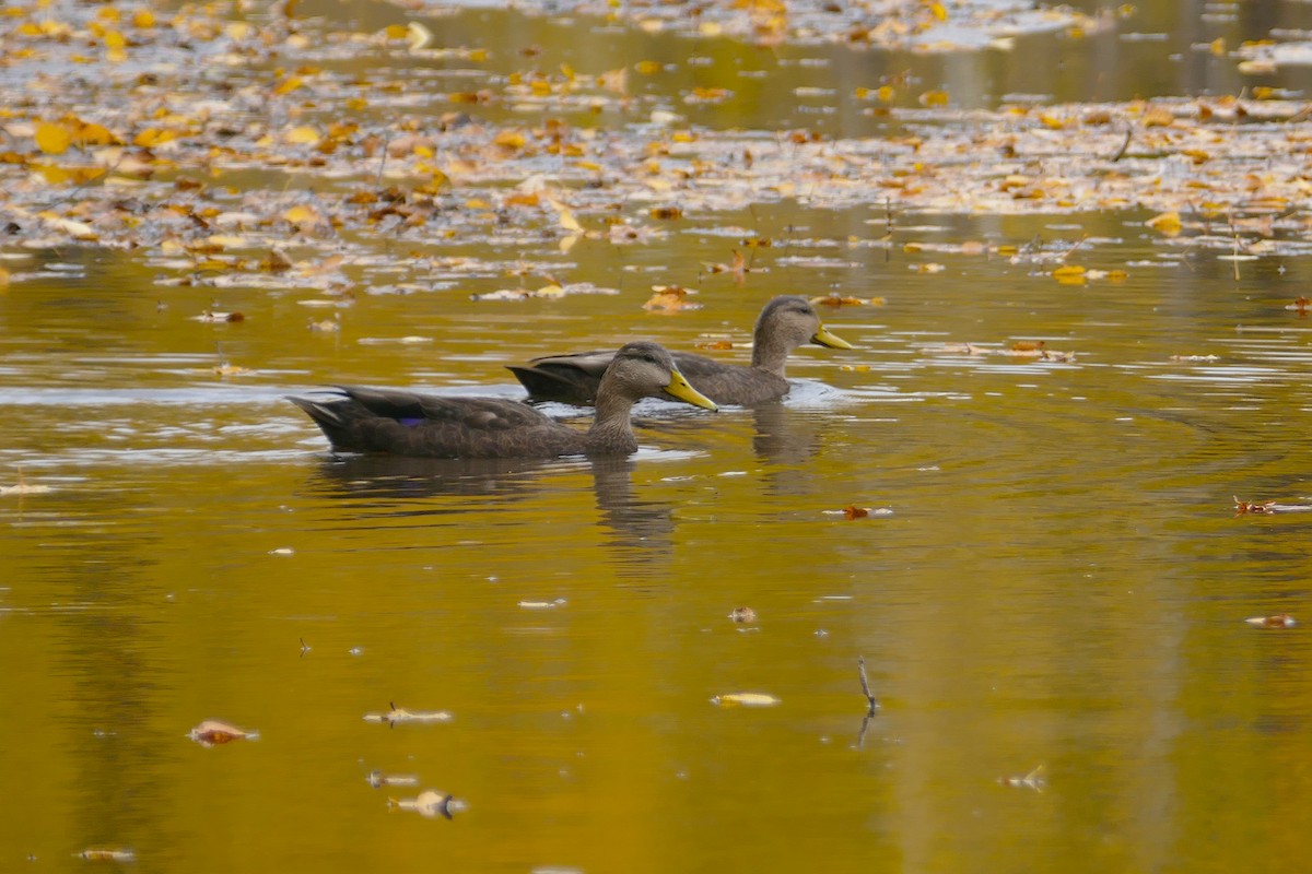 American Black Duck - ML73751591