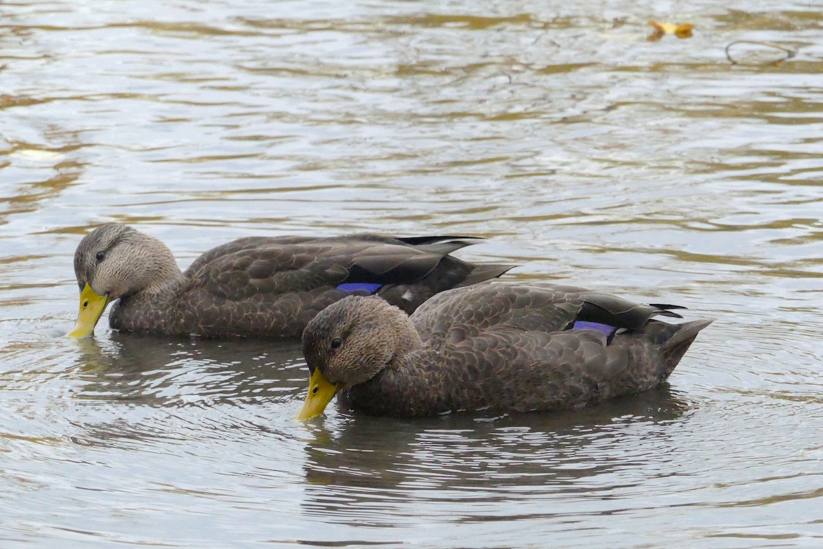 American Black Duck - ML73751601