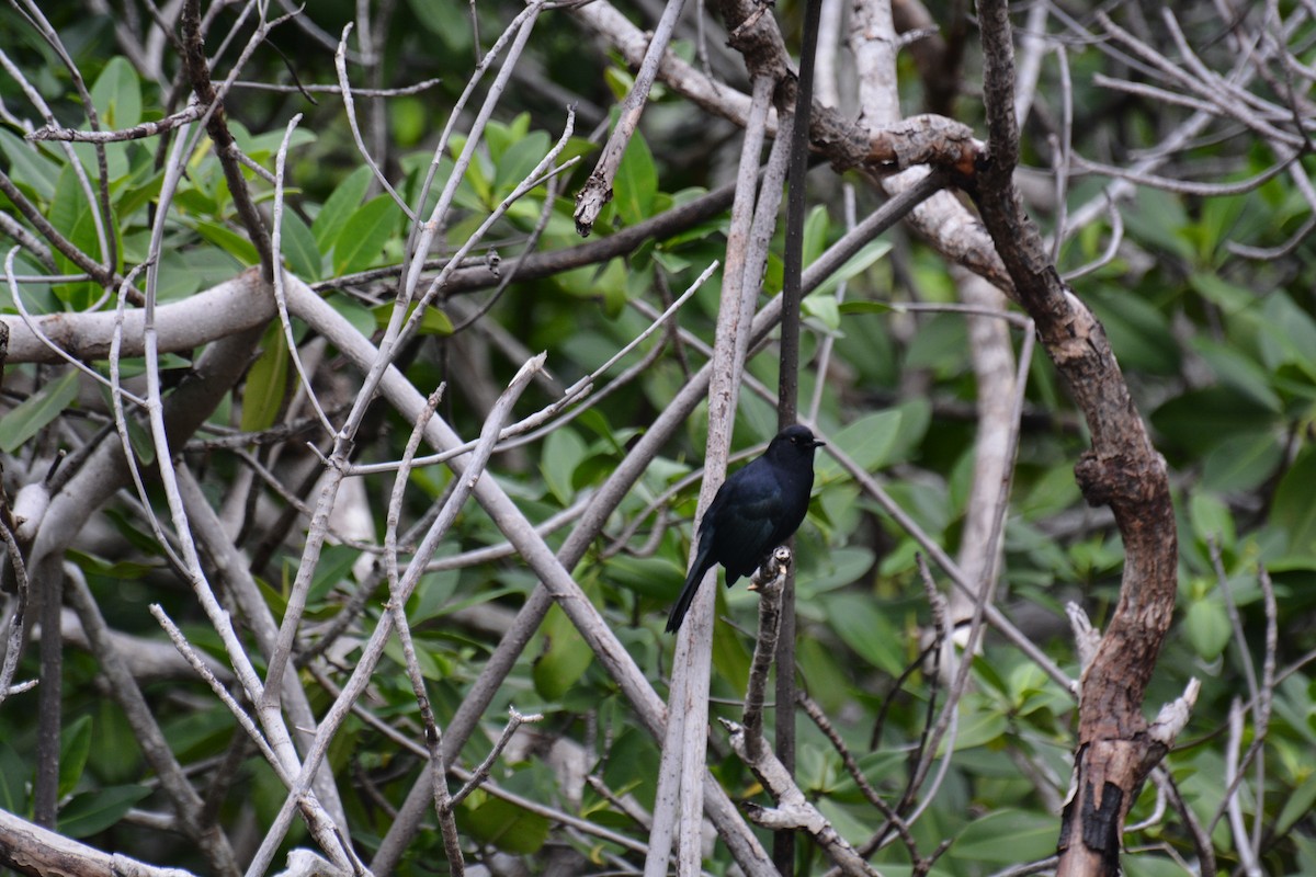 Black Catbird - ML73751881