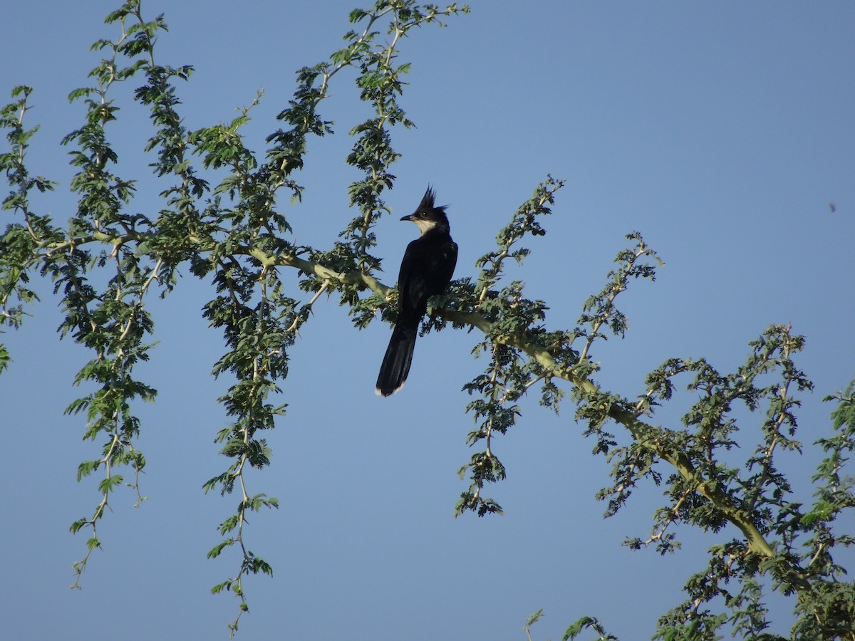 Pied Cuckoo - ML73752851