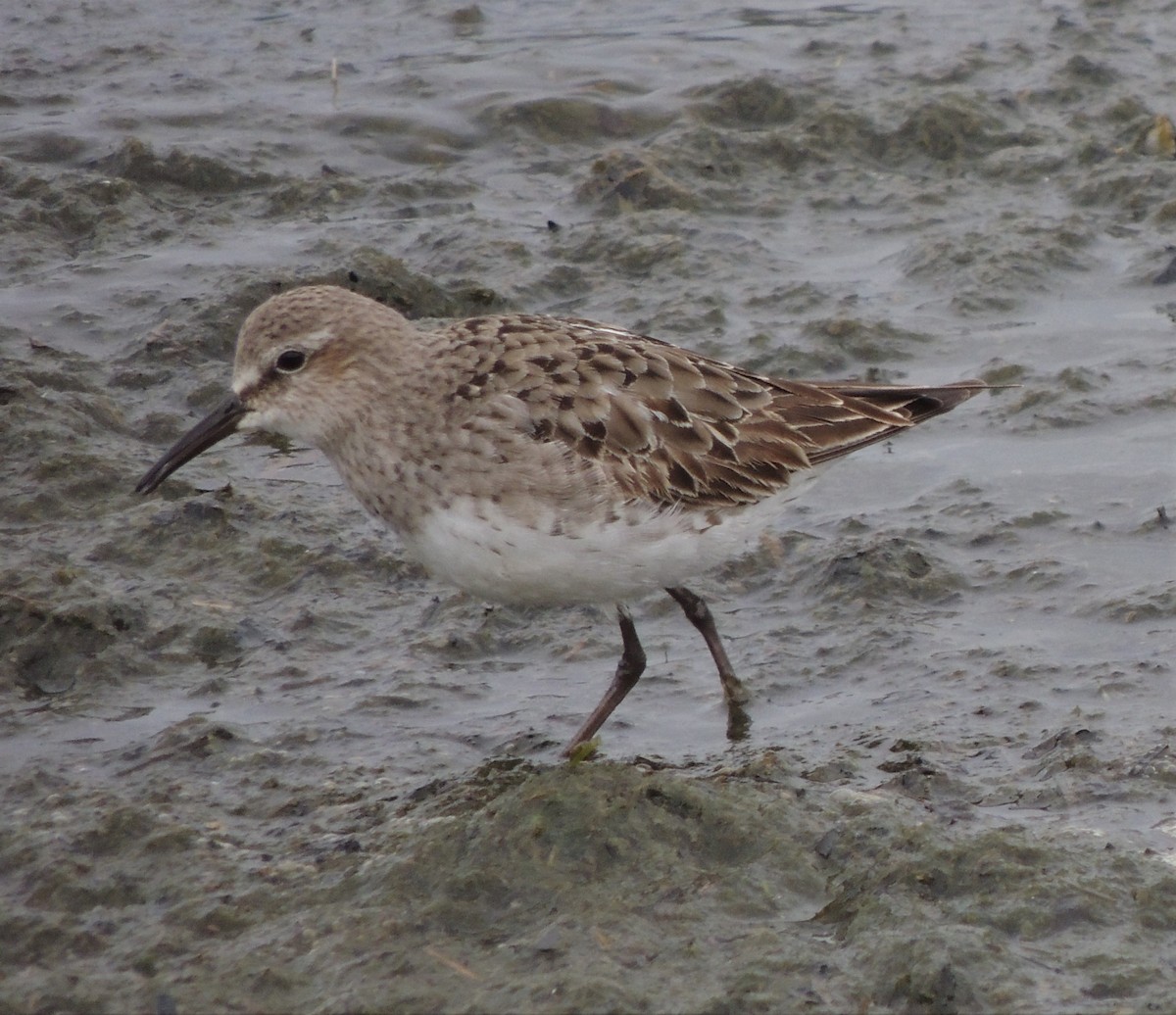 White-rumped Sandpiper - Jim Miles