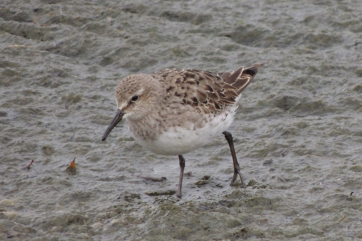 White-rumped Sandpiper - ML73753411