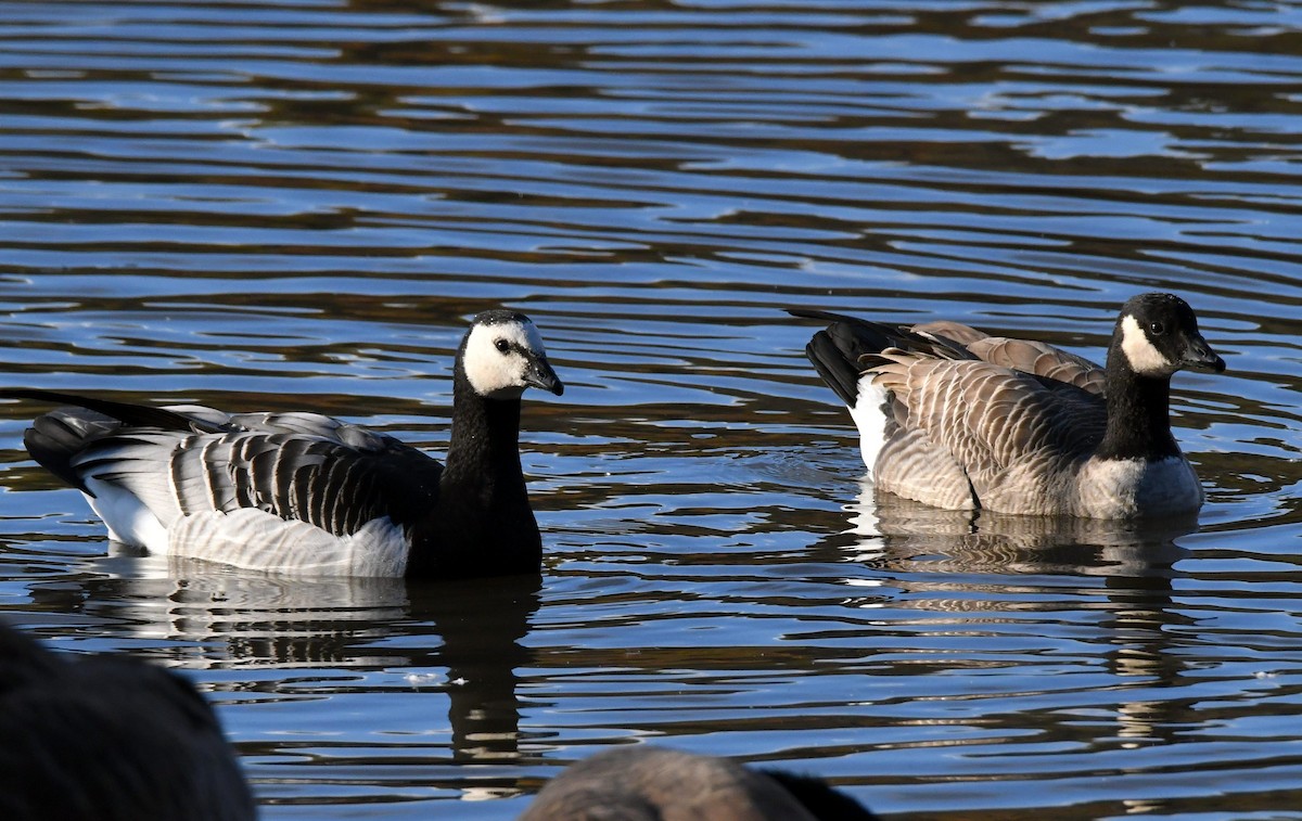 Barnacle Goose - ML73753631