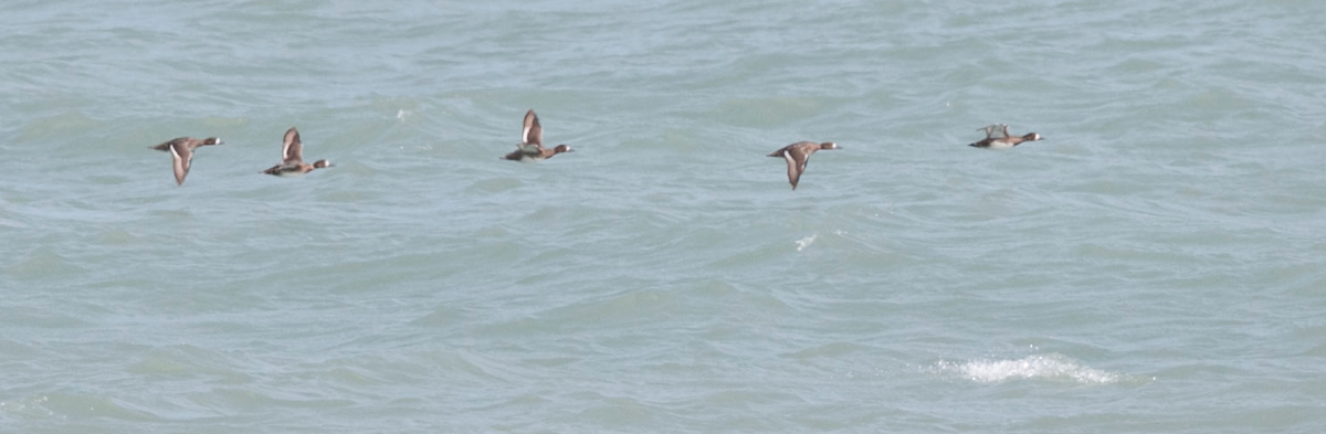Lesser Scaup - Brandon Holden