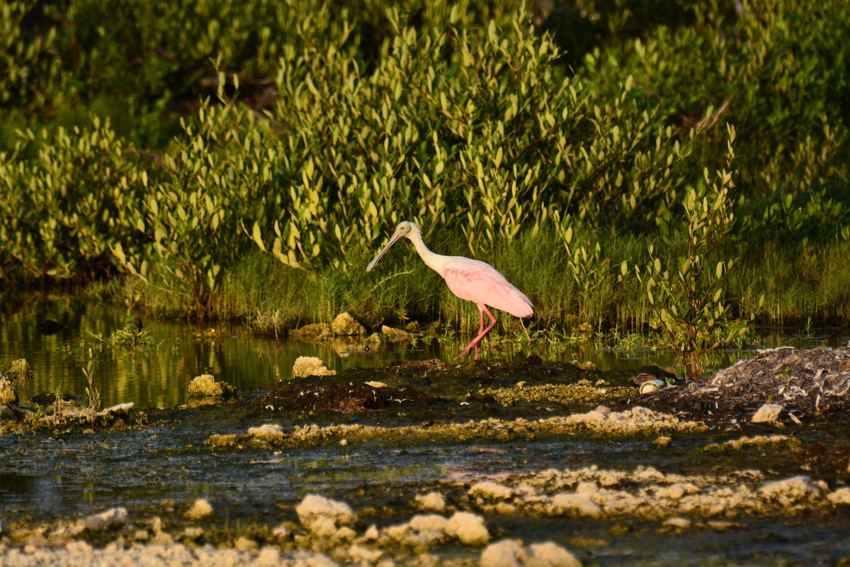 Roseate Spoonbill - ML73755101