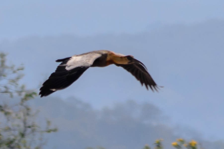 Buff-necked Ibis - ML73755341