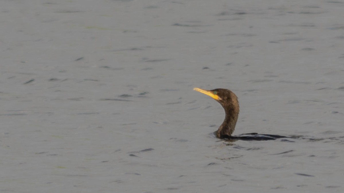 Neotropic Cormorant - ML73755411