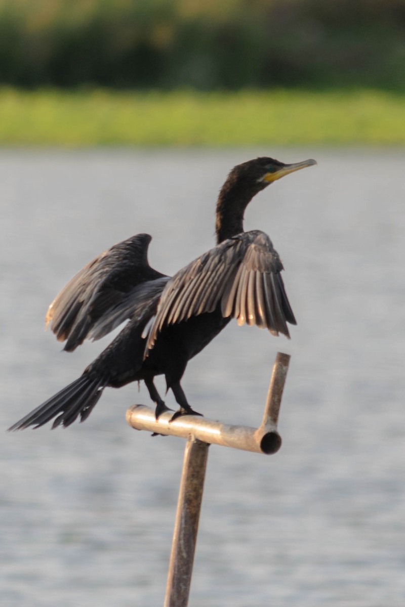 Neotropic Cormorant - ML73755431