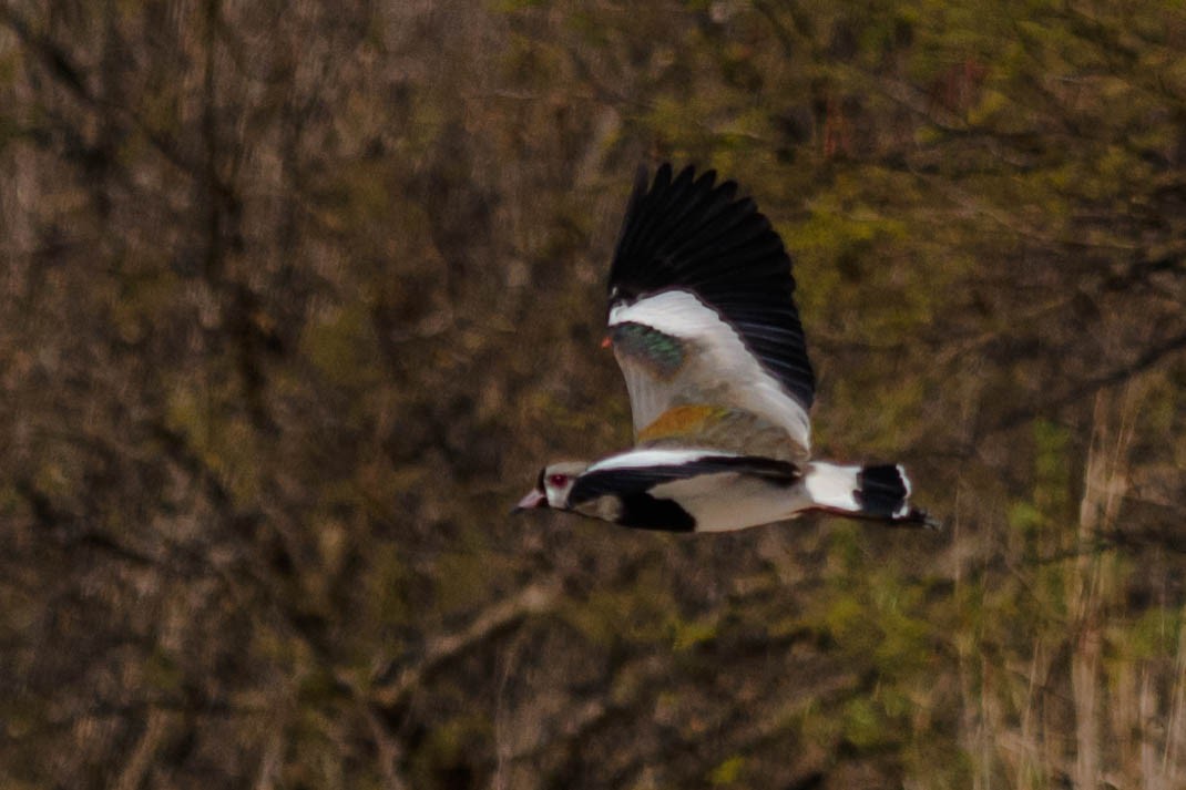 Southern Lapwing - ML73756081