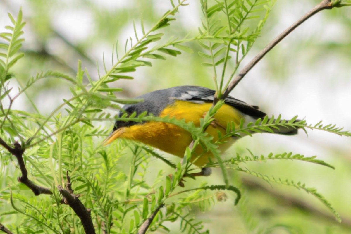 Tropical Parula - ML73756201