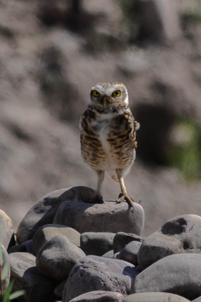 Burrowing Owl - ML73756711