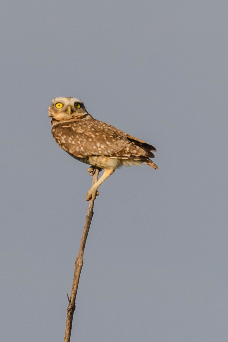 Burrowing Owl - ML73756751