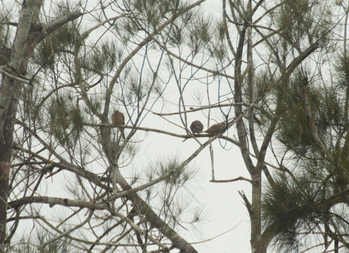 Mourning Dove - ML73756851