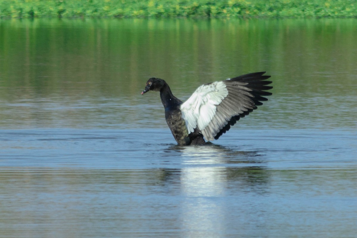 Muscovy Duck - ML73756871